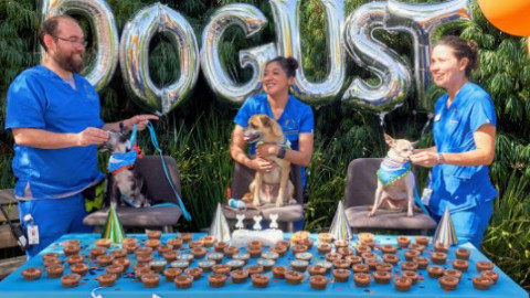 Hundeserien backdrop