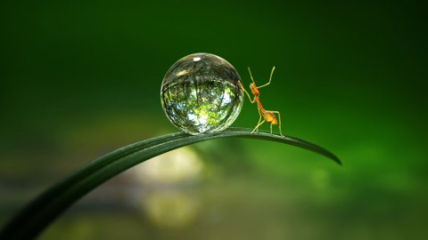 Doku - Flora & Fauna backdrop