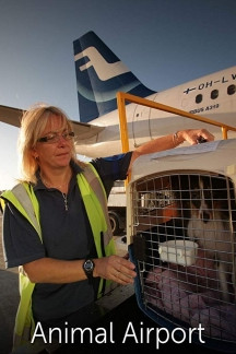 Animal Airport (2019)