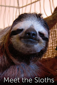 Eine tierisch faule Familie