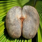 Seychelles