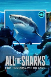 Cover All the Sharks, Poster