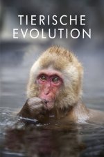 Cover Tierische Evolution mit David Attenborough, Poster, Stream