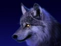 Timberwulf, Profilbild, Foto, Avatar